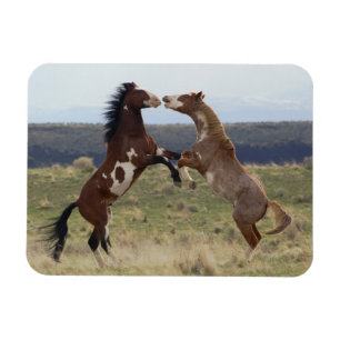 Íman Fighting Stallions, Steens Mountains, Oregon