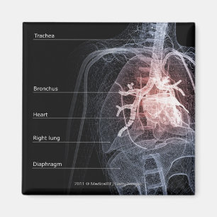 Íman Figura do sistema respiratório e do coração