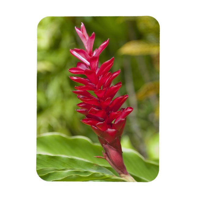 Íman Fiji, Ilha Viti Levu. Flor. (Vertical)