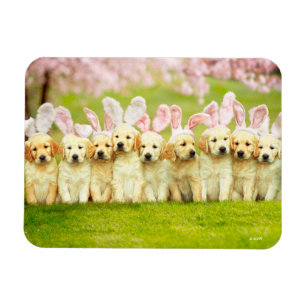 Íman Fila de Coelhinhos Cachorrinhos