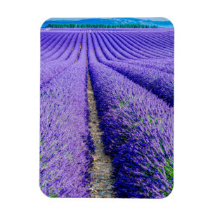 Íman Fileiras de Lavanda, Provença, França