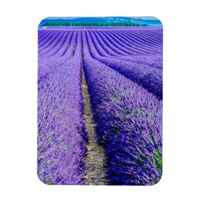 Íman Fileiras de Lavanda, Provença, França (Vertical)