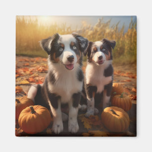 Íman Filhote de Australian Shepherd Outono Delícia Abób