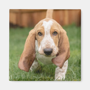 Íman Filhote de Basset Hound Caminhando