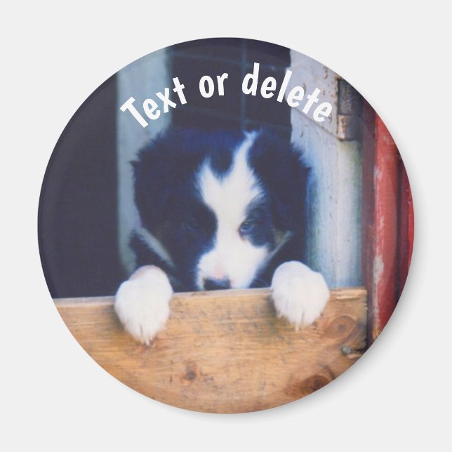 Íman Filhote de Border Collie Personalizado (Frente)