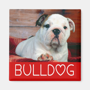 Íman Filhote de Bulldog Inglês Cachorro Amor Vermelho