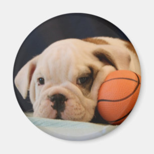 Íman Filhote de Bulldog Inglês com Bola de Basquete Red