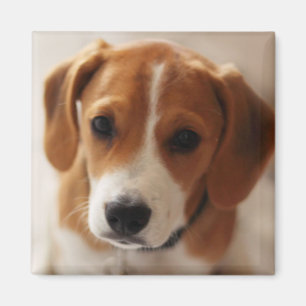 Íman Filhote de cachorro 2 do lebreiro