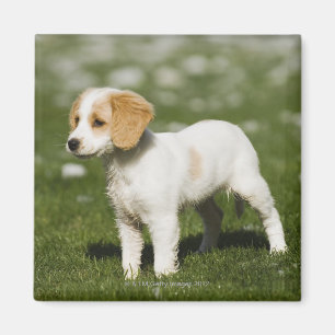 Íman Filhote de cachorro 3