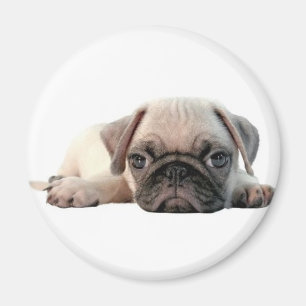 Íman filhote de cachorro adorável do pug