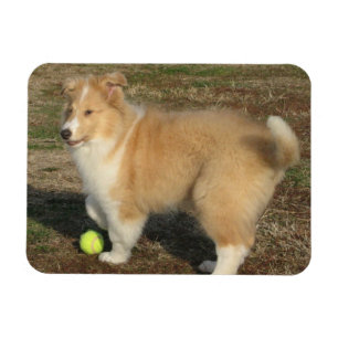 Íman Filhote de cachorro áspero do collie com ímã da