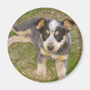 Íman Filhote de cachorro azul de Heeler