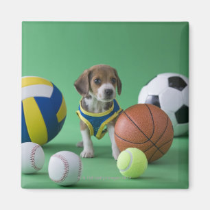 Íman Filhote de cachorro cercado por bolas do esporte
