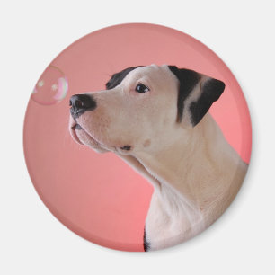 Íman Filhote de cachorro curioso