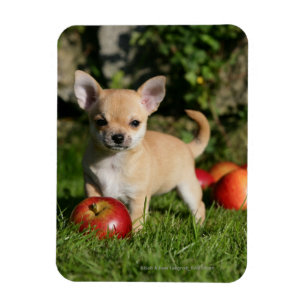 Íman Filhote de cachorro da chihuahua com maçãs