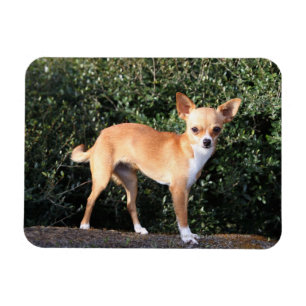 Íman Filhote de cachorro da chihuahua do Teacup