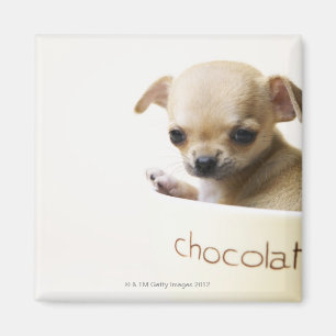 Íman Filhote de cachorro da chihuahua na bacia