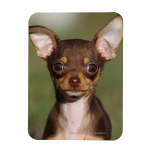 Íman Filhote de cachorro da chihuahua que olha a câmer