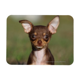 Íman Filhote de cachorro da chihuahua que olha a câmer