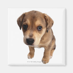 Íman Filhote de cachorro da Misturado-Raça