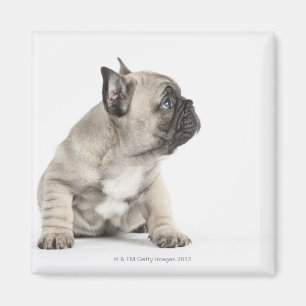 Íman Filhote de cachorro da pedigree