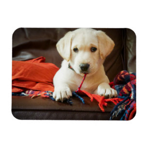 Íman Filhote de cachorro das imagens   de Getty em um