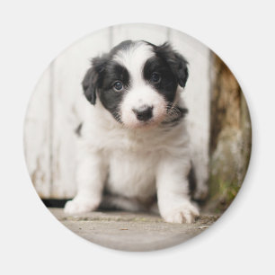 Íman Filhote de cachorro de border collie