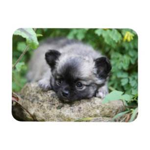 Íman Filhote de cachorro de cabelos compridos da