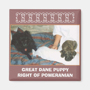 ÍMAN FILHOTE DE CACHORRO DE GREAT DANE