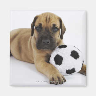 Íman Filhote de cachorro de great dane com a bola de