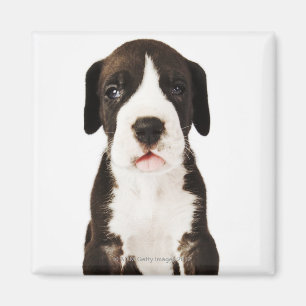 Íman Filhote de cachorro de great dane do Harlequin no