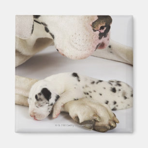 Íman Filhote de cachorro de great dane do Harlequin que