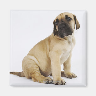 Íman Filhote de cachorro de great dane que senta-se no