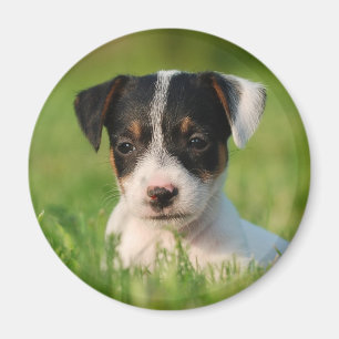 Íman Filhote de cachorro de Jack Russell Terrier
