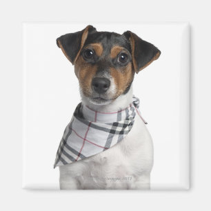Íman Filhote de cachorro de Jack Russell Terrier (4