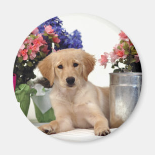 Íman Filhote de cachorro de jardinagem do golden