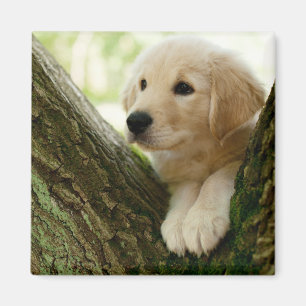 Íman Filhote de cachorro de Labrador que senta-se em um