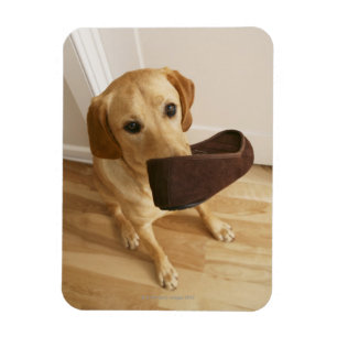Íman Filhote de cachorro de labrador retriever com o