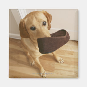 Íman Filhote de cachorro de labrador retriever com o