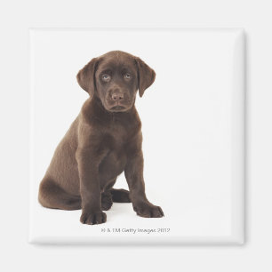 Íman Filhote de cachorro de labrador retriever do