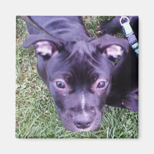 Íman Filhote de cachorro de Pitbull