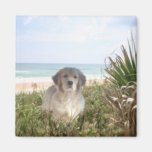 Íman Filhote de cachorro de Purfect do ímã do golden