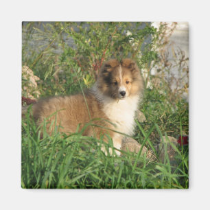 Íman Filhote de cachorro de Sheltie que está na grama 