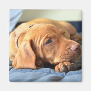 Íman Filhote de cachorro de Vizsla que descansa em sua