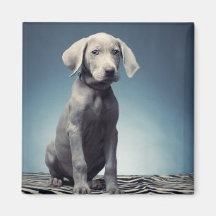 Íman Filhote de cachorro de Weimaraner