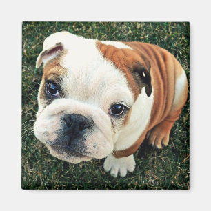 Íman Filhote de cachorro do buldogue