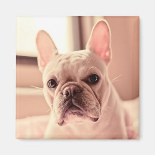 Íman Filhote de cachorro do buldogue francês
