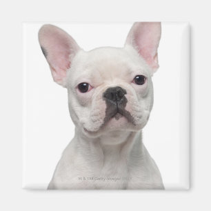 Íman Filhote de cachorro do buldogue francês (5 meses