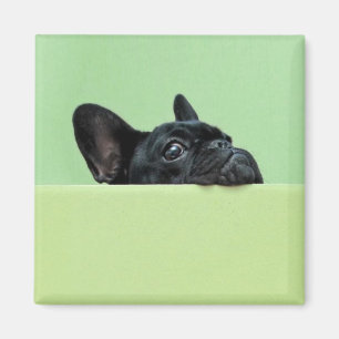 Íman Filhote de cachorro do buldogue francês que