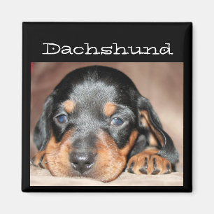 Íman Filhote de cachorro do Dachshund